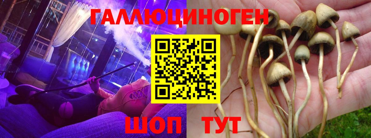 Псилоцибиновые грибы ЛСД  Галлюциногенные грибы ЛСД  Вышний Волочёк  где можно купить   Вход с VPN 